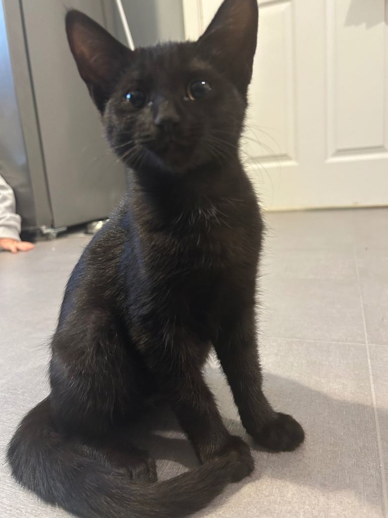 Beautiful boy kitten 