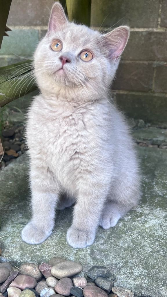 British Shorthair 