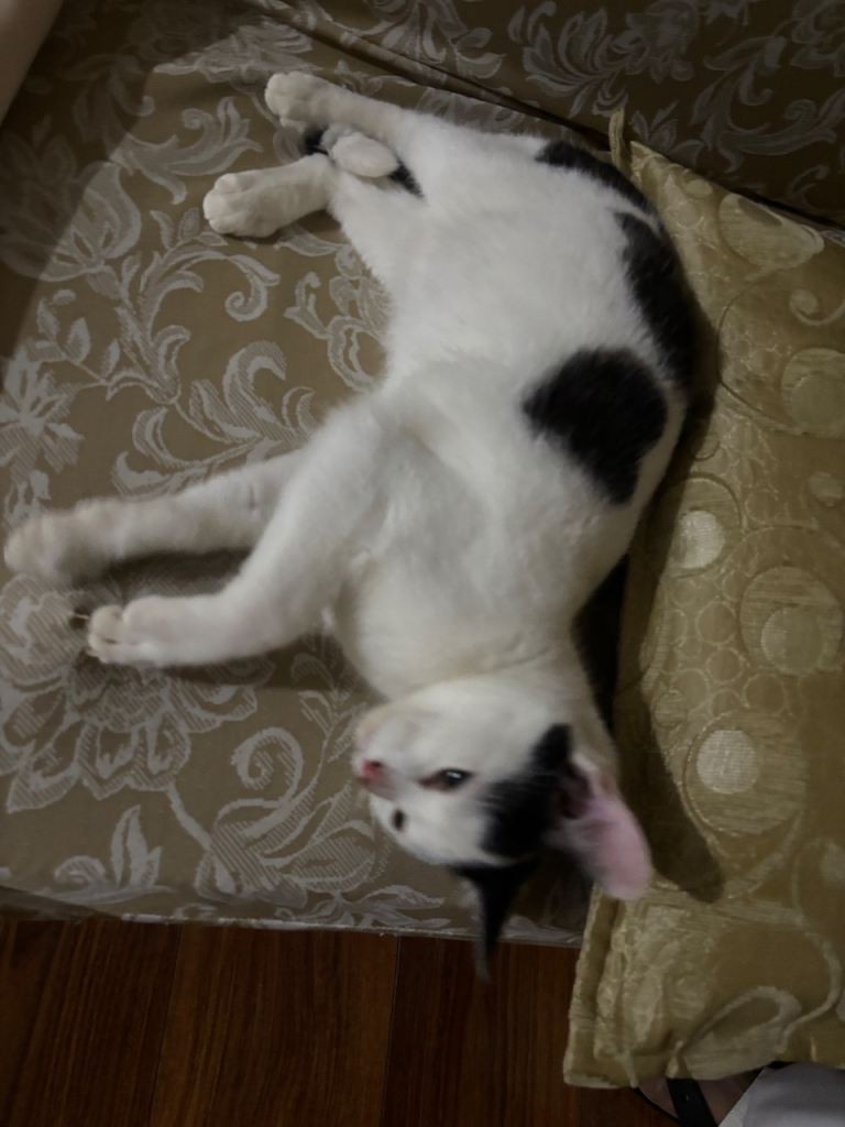 Friendly 3-Month-Old Male Domestic Shorthair Cat - Looking for Loving Home.