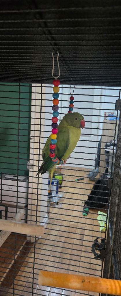 7 month old bird.