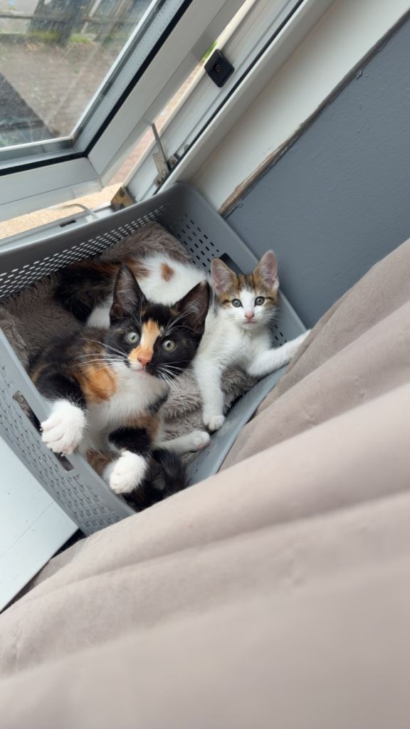 10 week old kittens for sale 