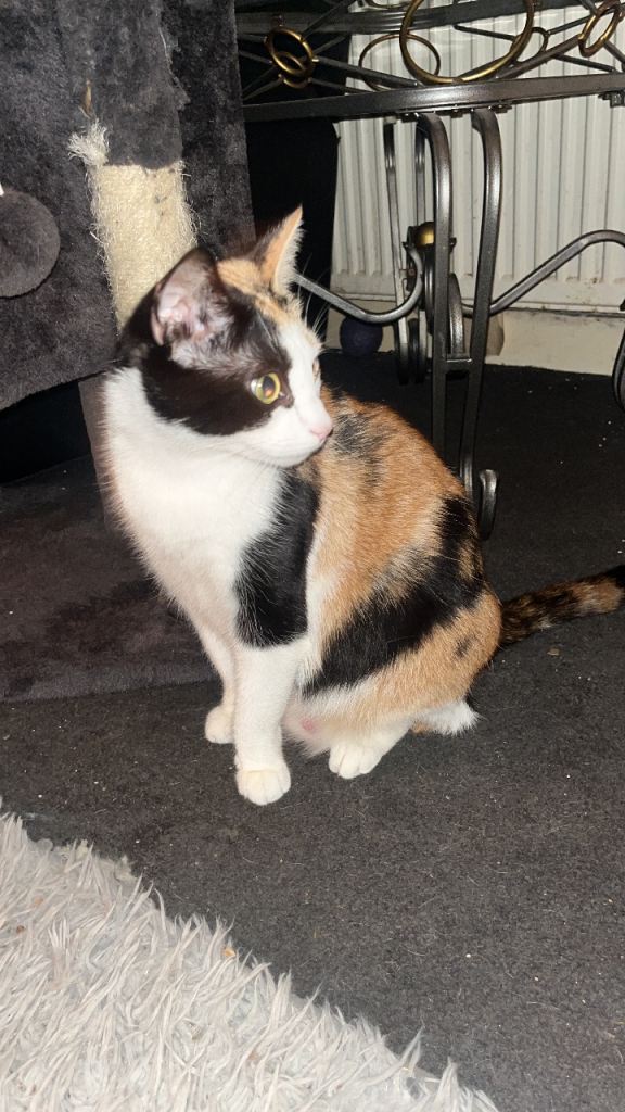 Cat for sale 