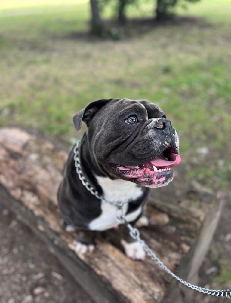 Frank needs a Home 🖤