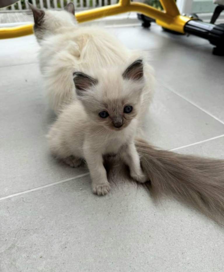 Kitten