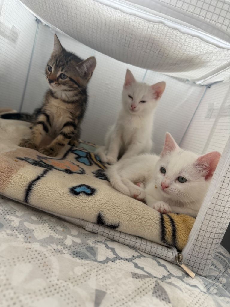 Beautiful Turkish Van Kittens 