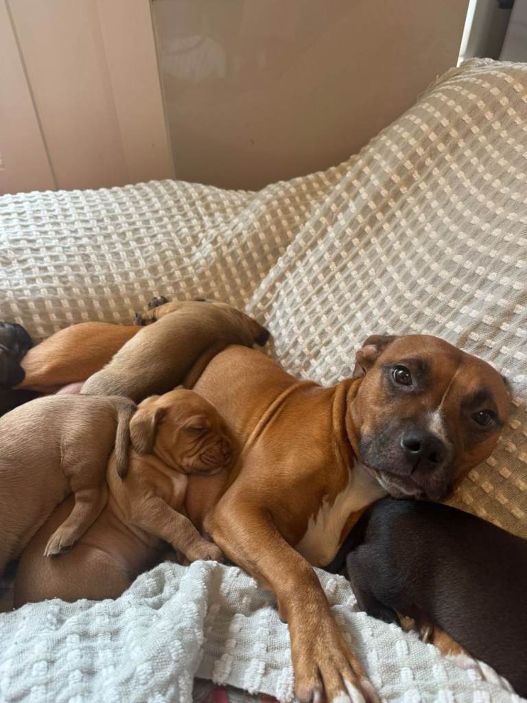 Staffordshire bull terrier pups