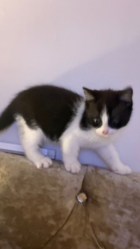 Kitten 