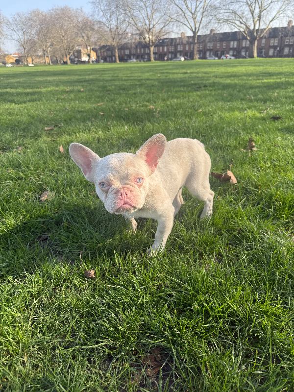 White and Pink Micro Frenchies
