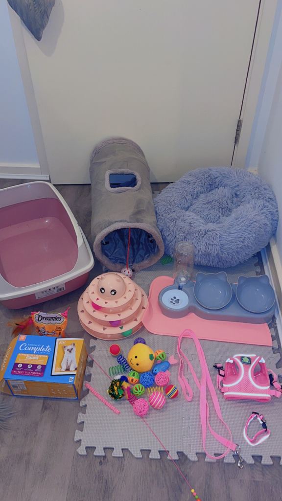 Kitten starter bundle 