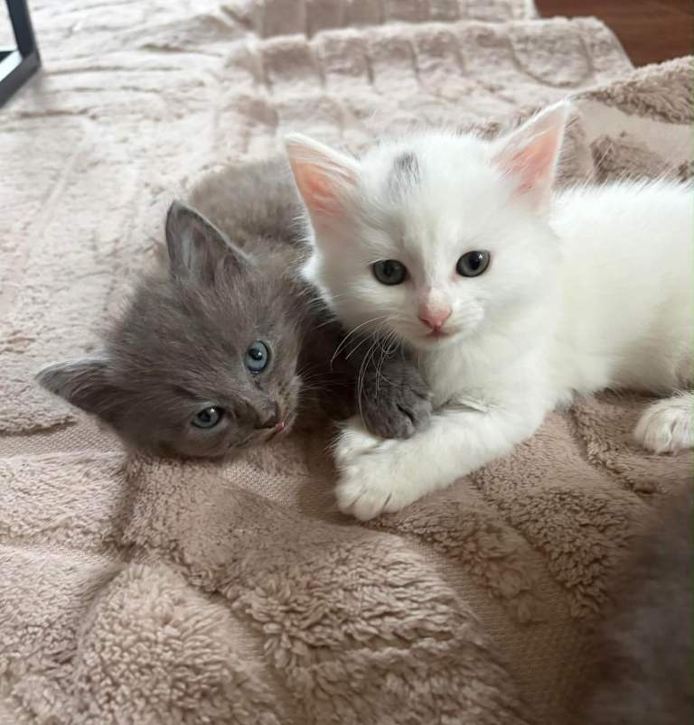 Fluffy kittens for sale