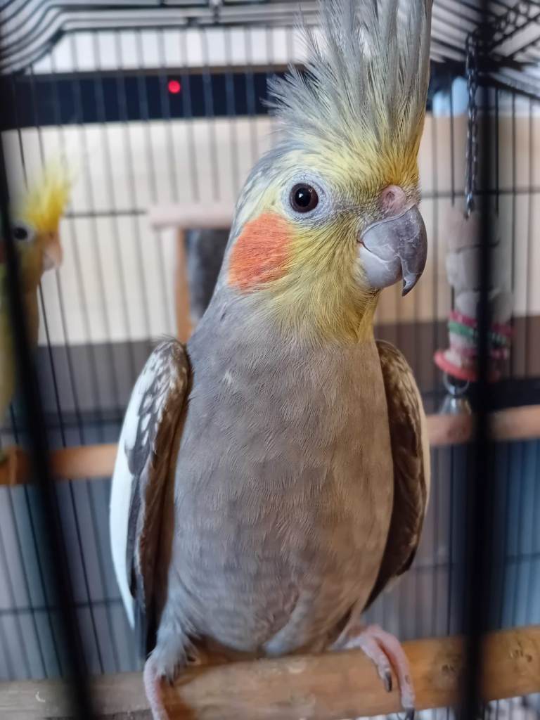 Cockatiel pair 