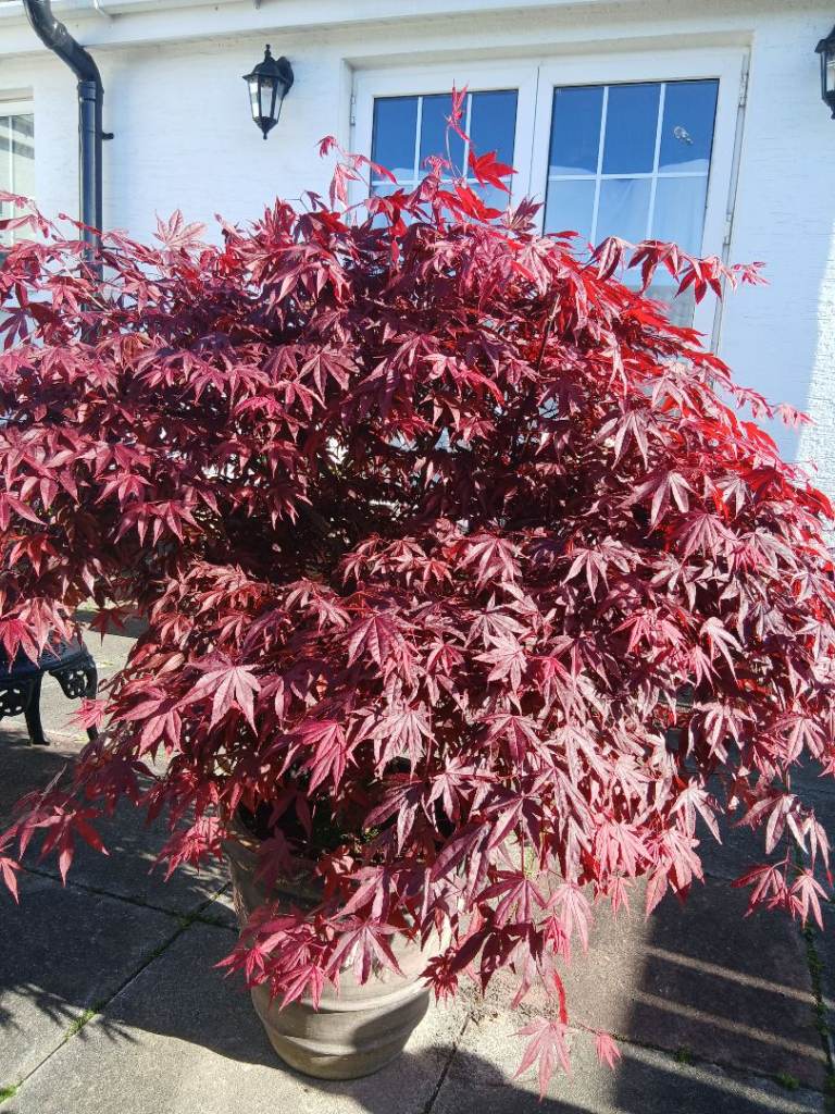 Japanese Maple tree