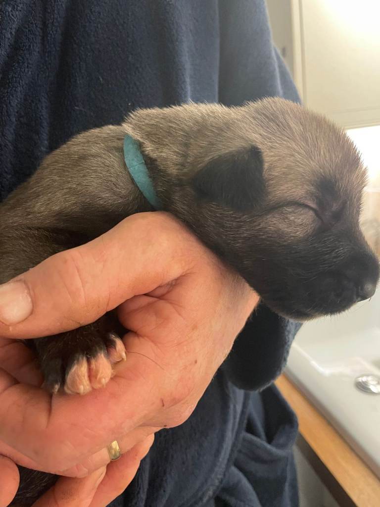 Irish Wolfhound full pedigree puppies for sale