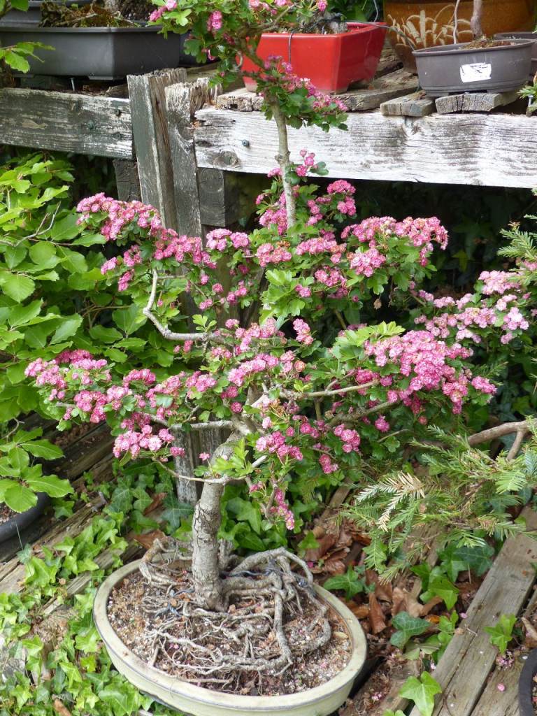 Flowering Double Red Hawthorn Bonsai