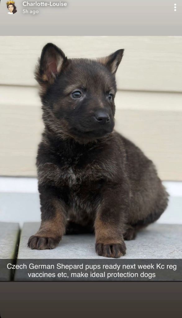 Czech German Shepard puppies 