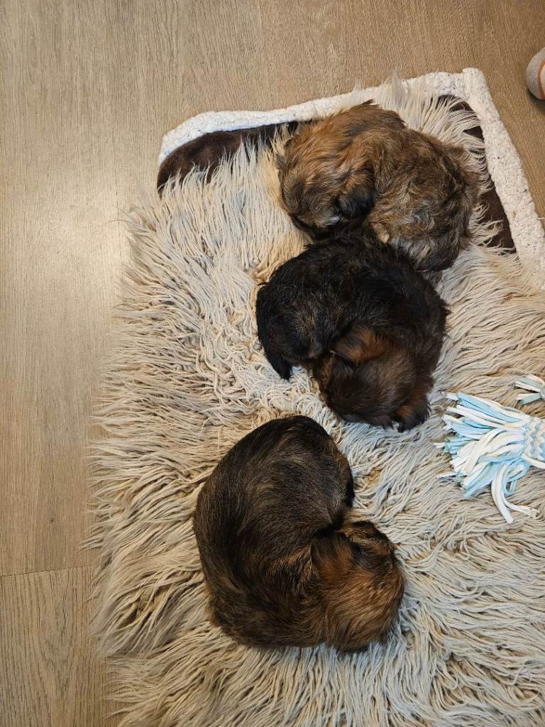 I have wonderful puppies for sale.(reserved) 