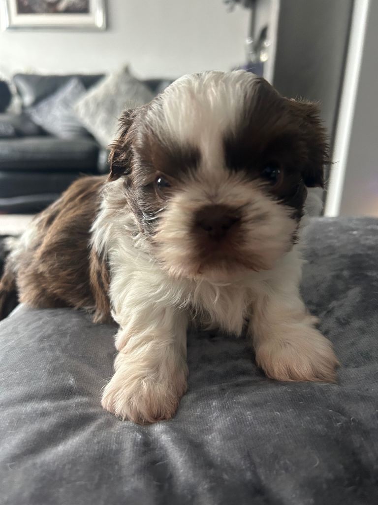 Delightful Imperial Shihtzu