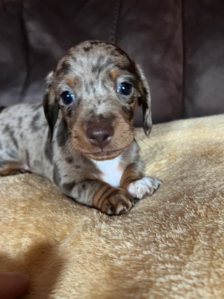 DAISY THE DAPPLE DACHSHUND AVAILABLE NOW🌺