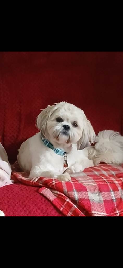 Shihtzu male 
