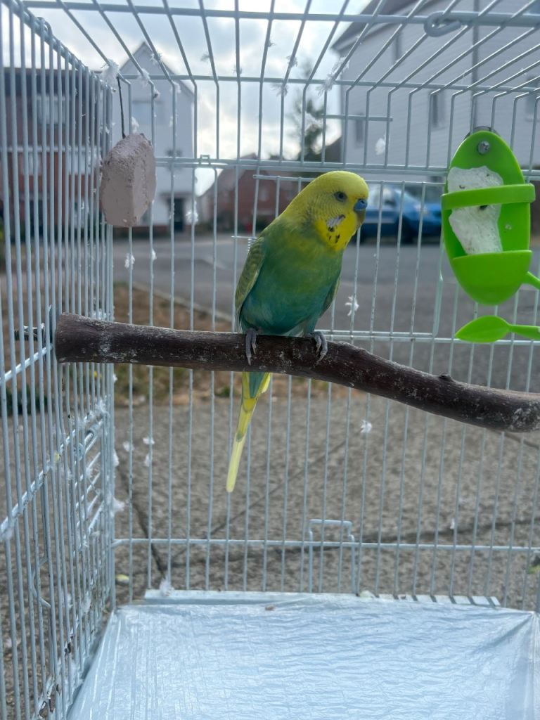 Male budgie 