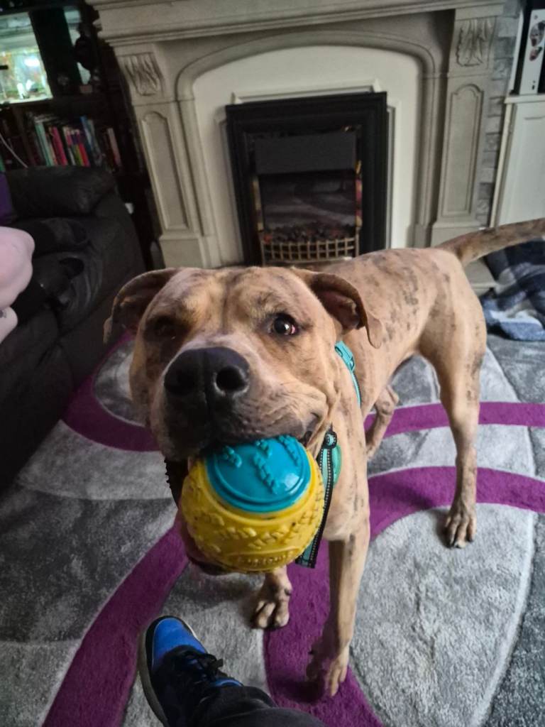 Experienced Home Needed 