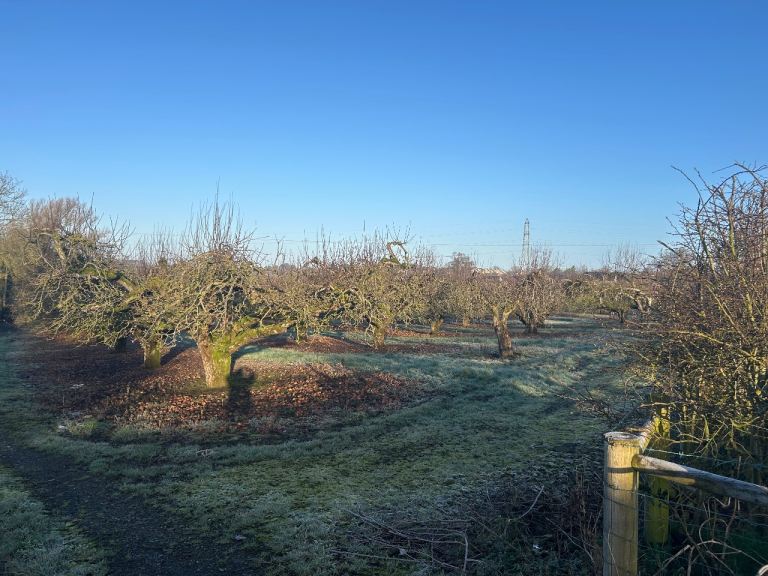 Mature Orchard for rent