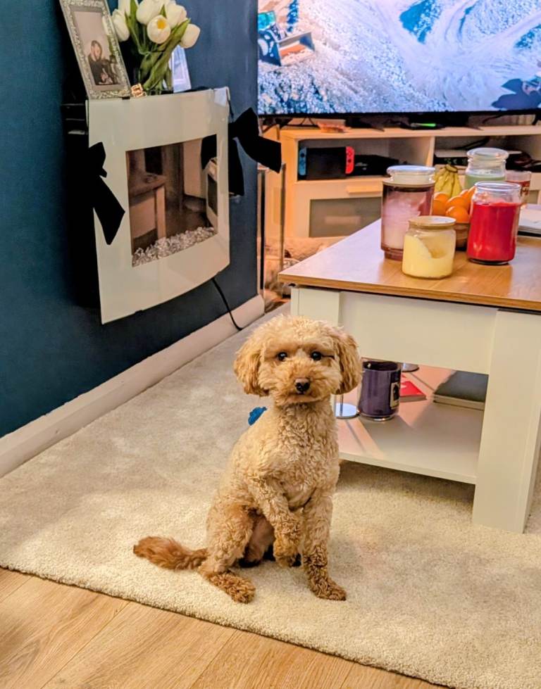 Male toy poodle 22 months old.