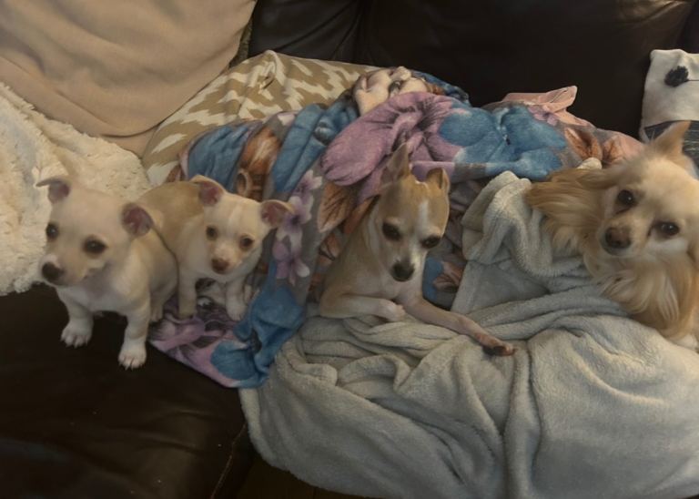 Two boy Chihuahua Puppies ready to go 