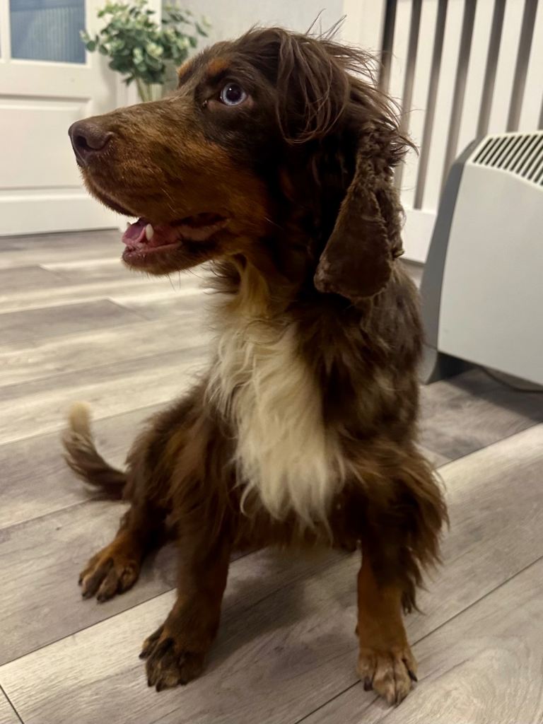Chocolate Merle cocker spaniel 