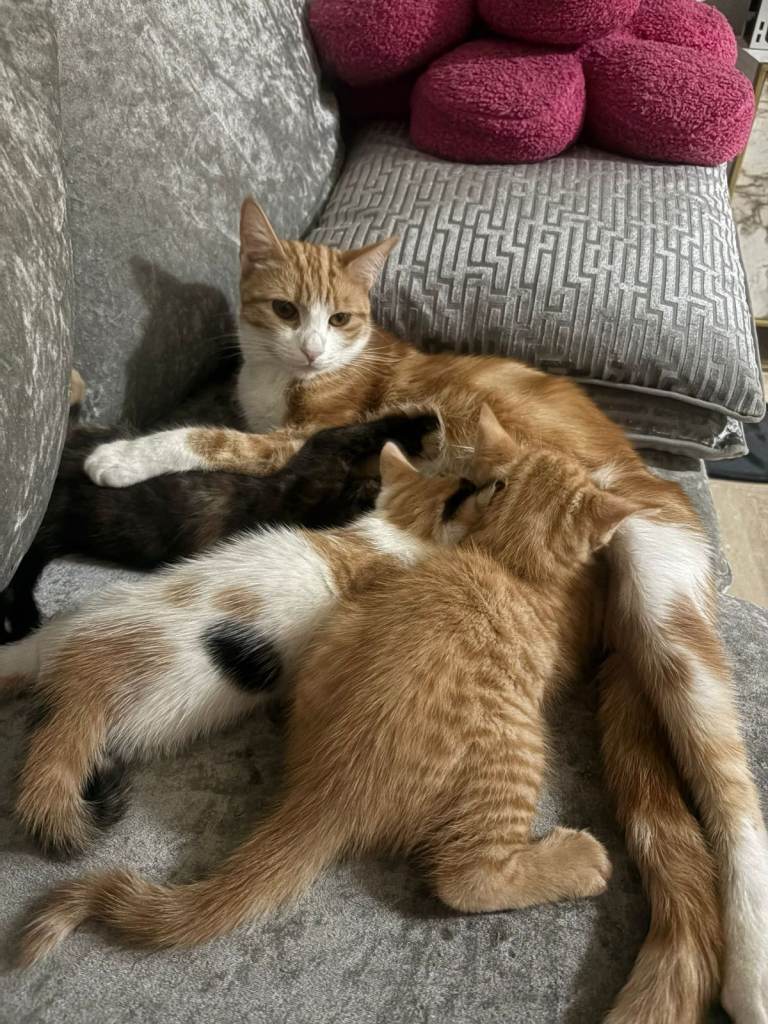 Male Ginger Kitten. 8 weeks old.