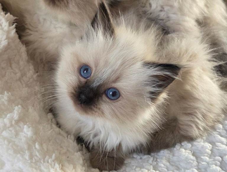 Blue and Seal point Ragdoll kittens 