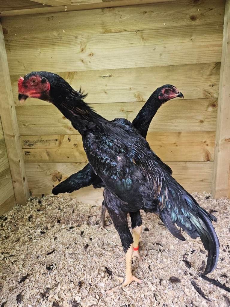 Shamo japenese.