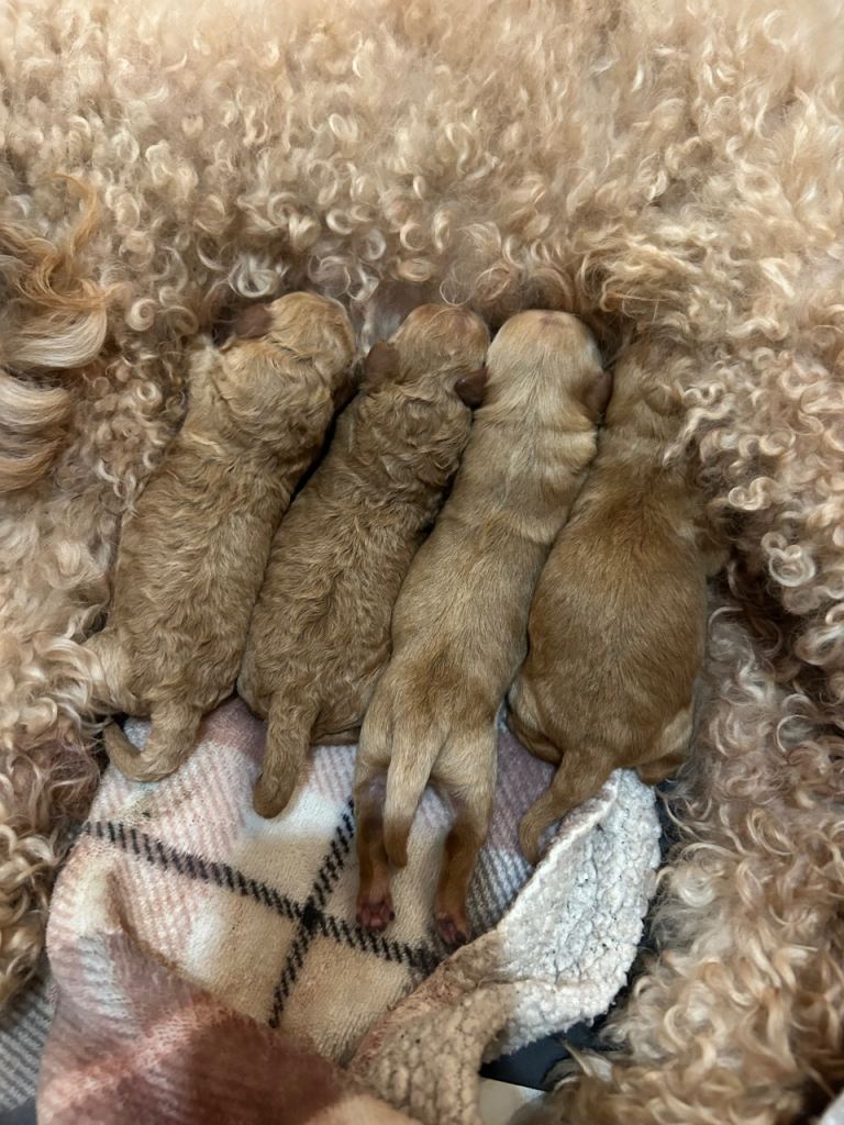 COCKAPOO PUPPIES