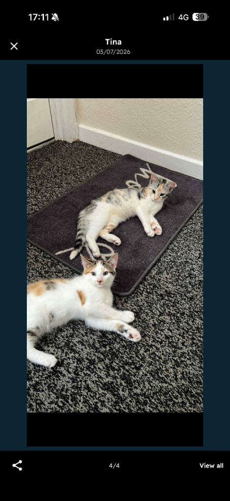 kittens for sale 