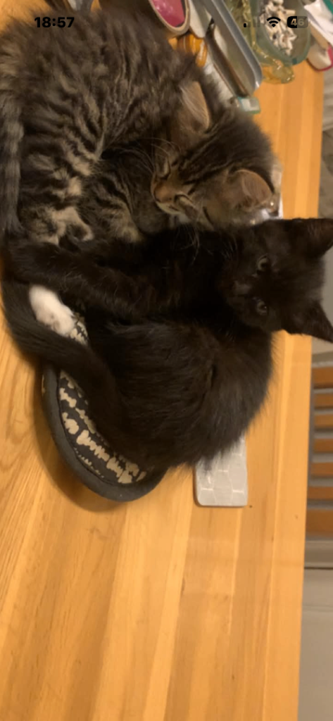 Kittens 9weeks old 