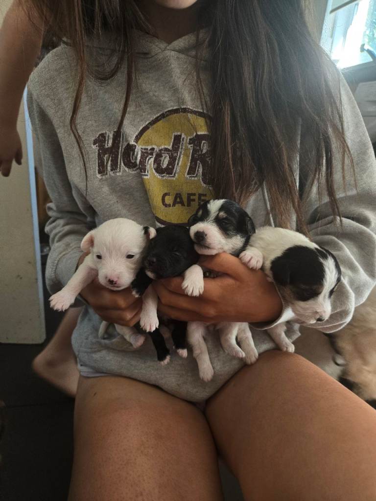 Jackapoo puppies 