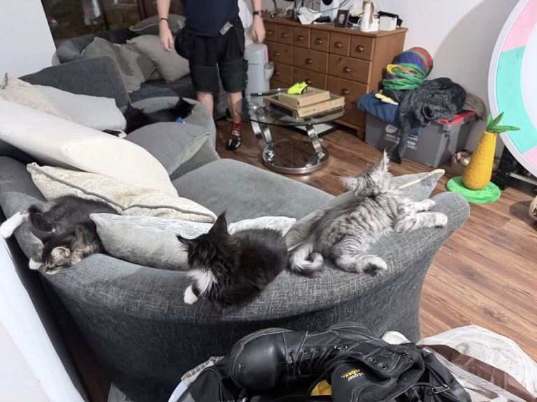 2 TICA reg 100% Maine coons 2 girls left 