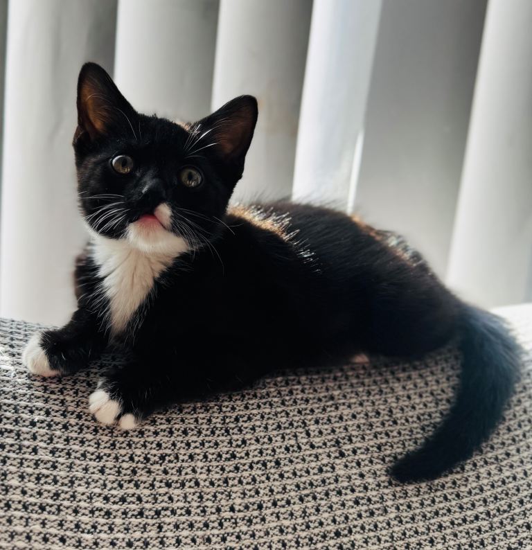 Female Kitten (8 Weeks)