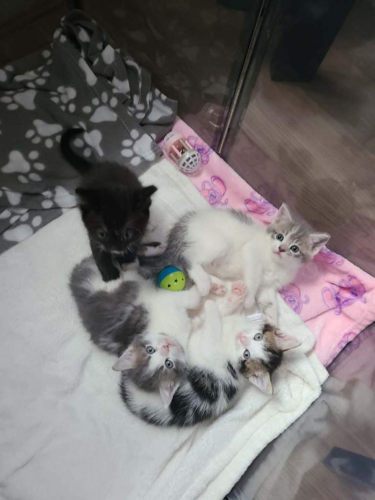 Mix kittens 
