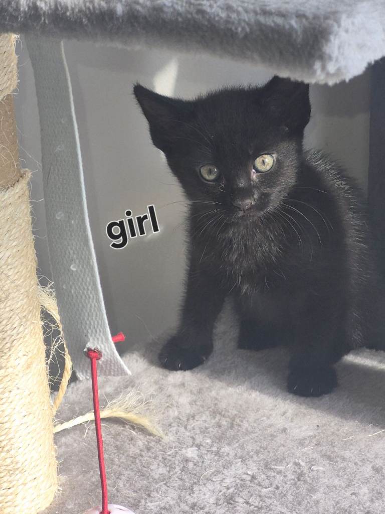 Black kittens