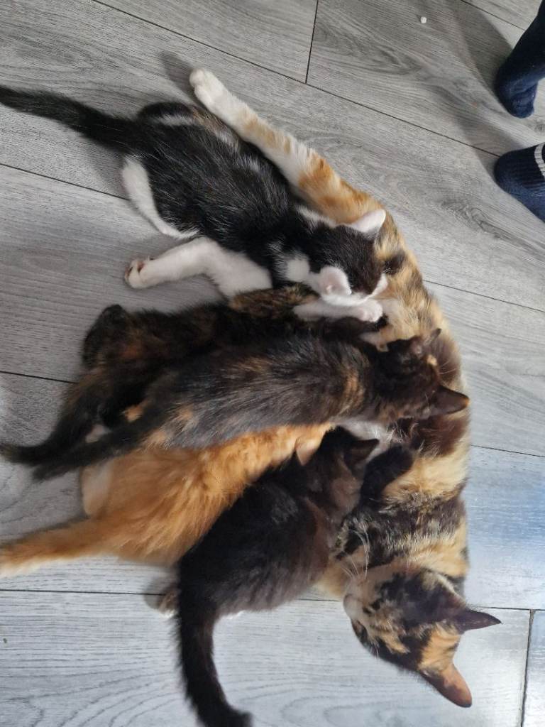4 beautiful kittens for sale 