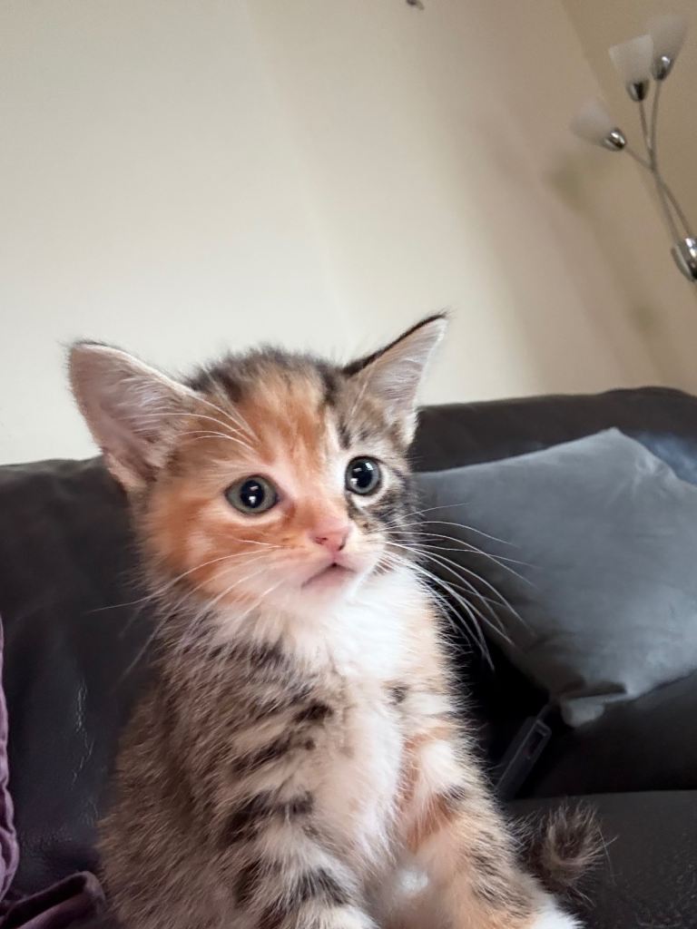 ALL KITTENS RESERVED