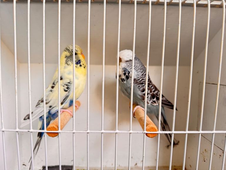 Budgies 