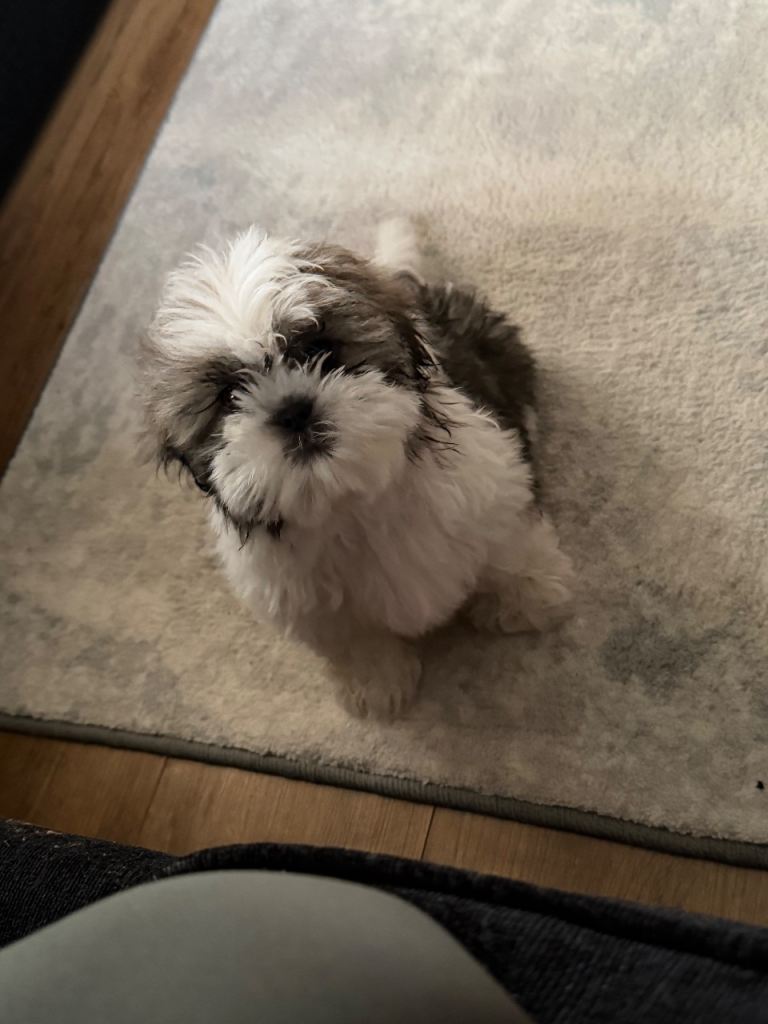 Shih Tzu puppy’s 