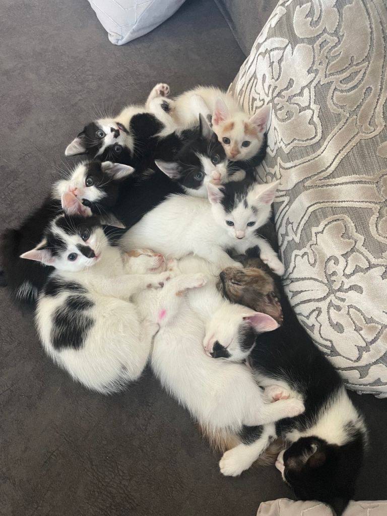 Adorable 1/2 ragdoll kittens