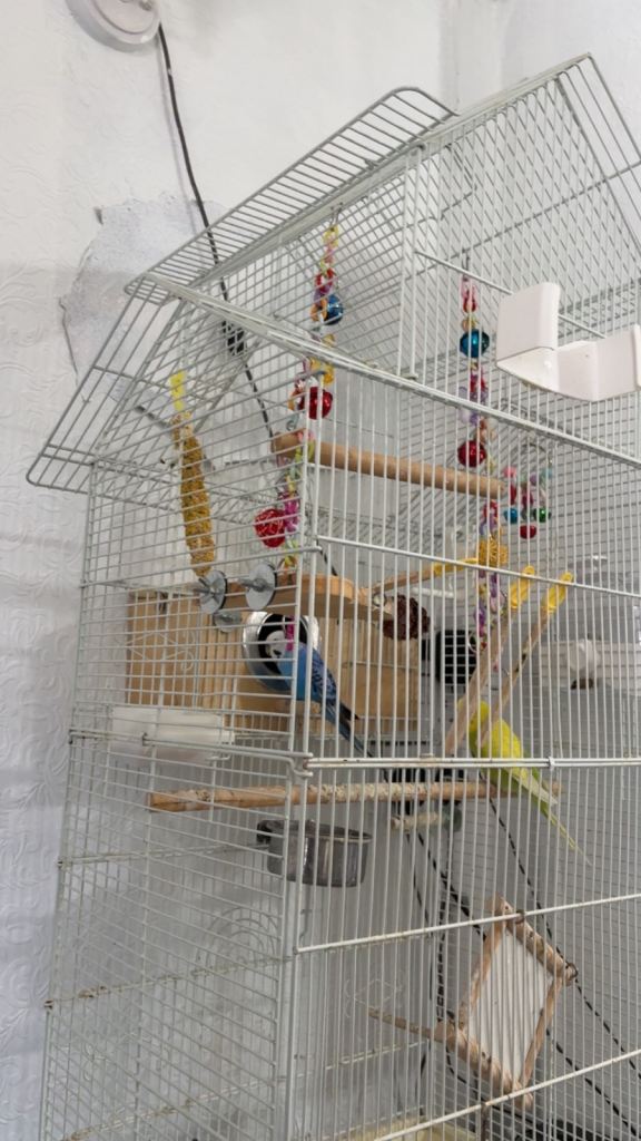 Breeding pair budgies for sale 
