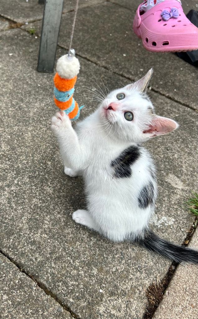 Kitten