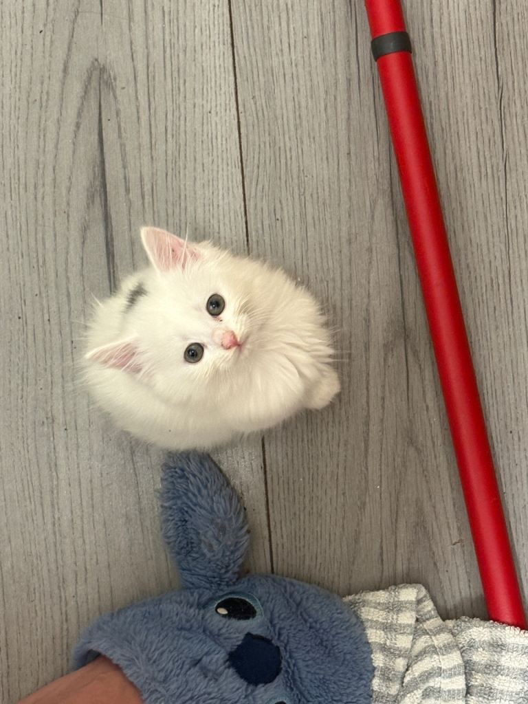 5 kittens
