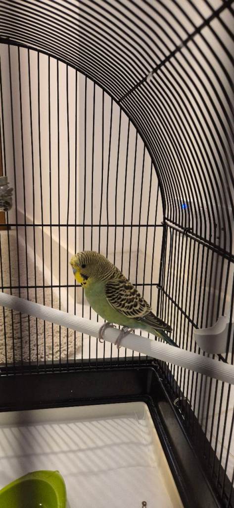 Budgie for sale