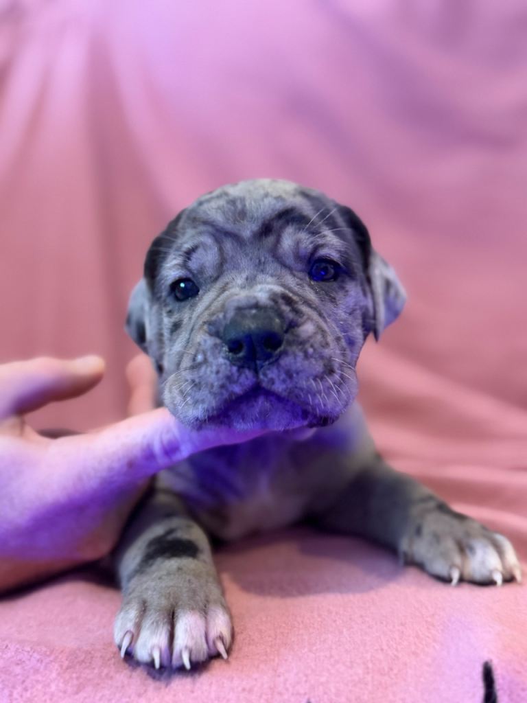 Cane Corso Puppies for sale